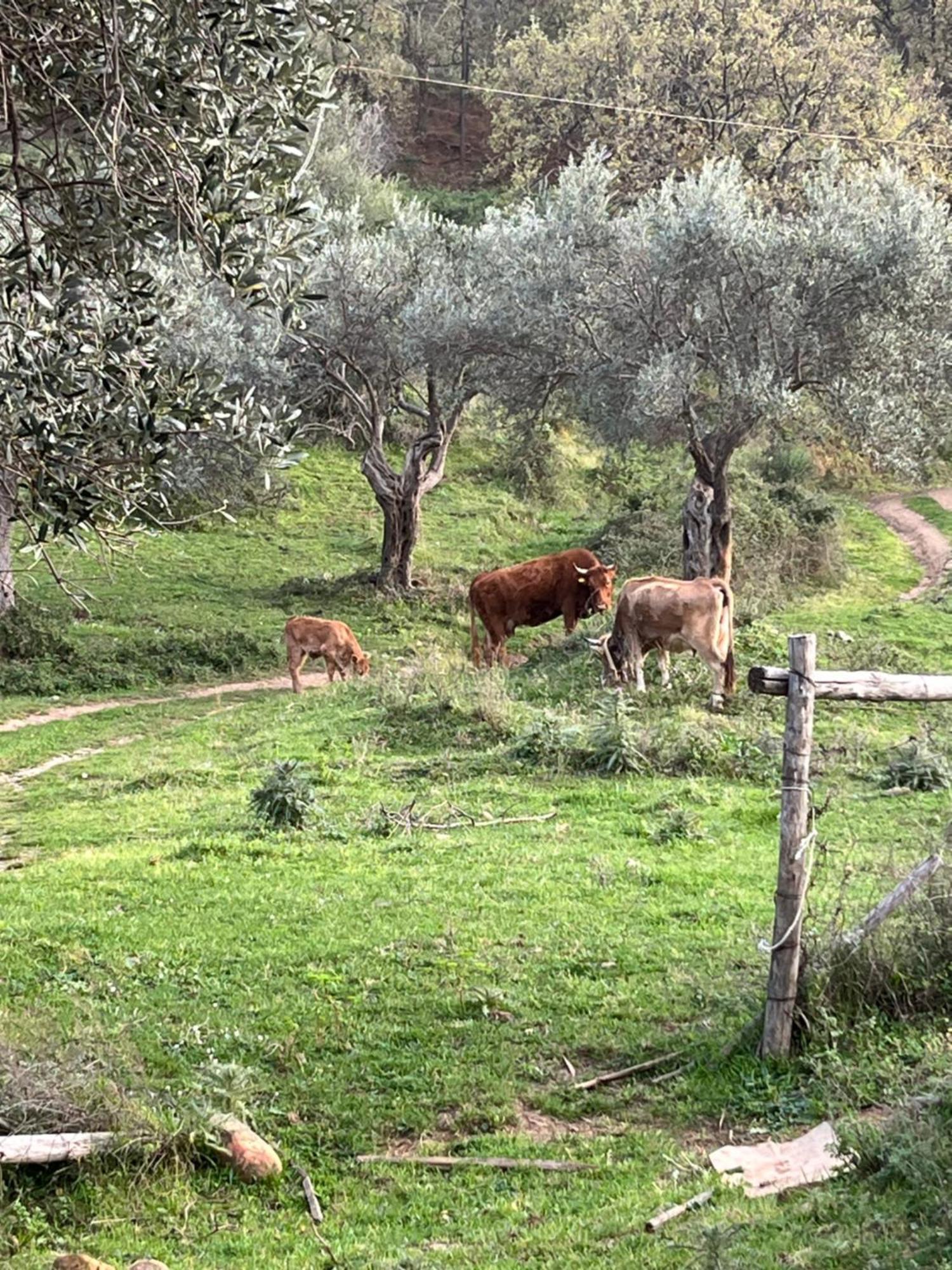 Agriturismo Serre SantʼAgata di Militello Exteriör bild